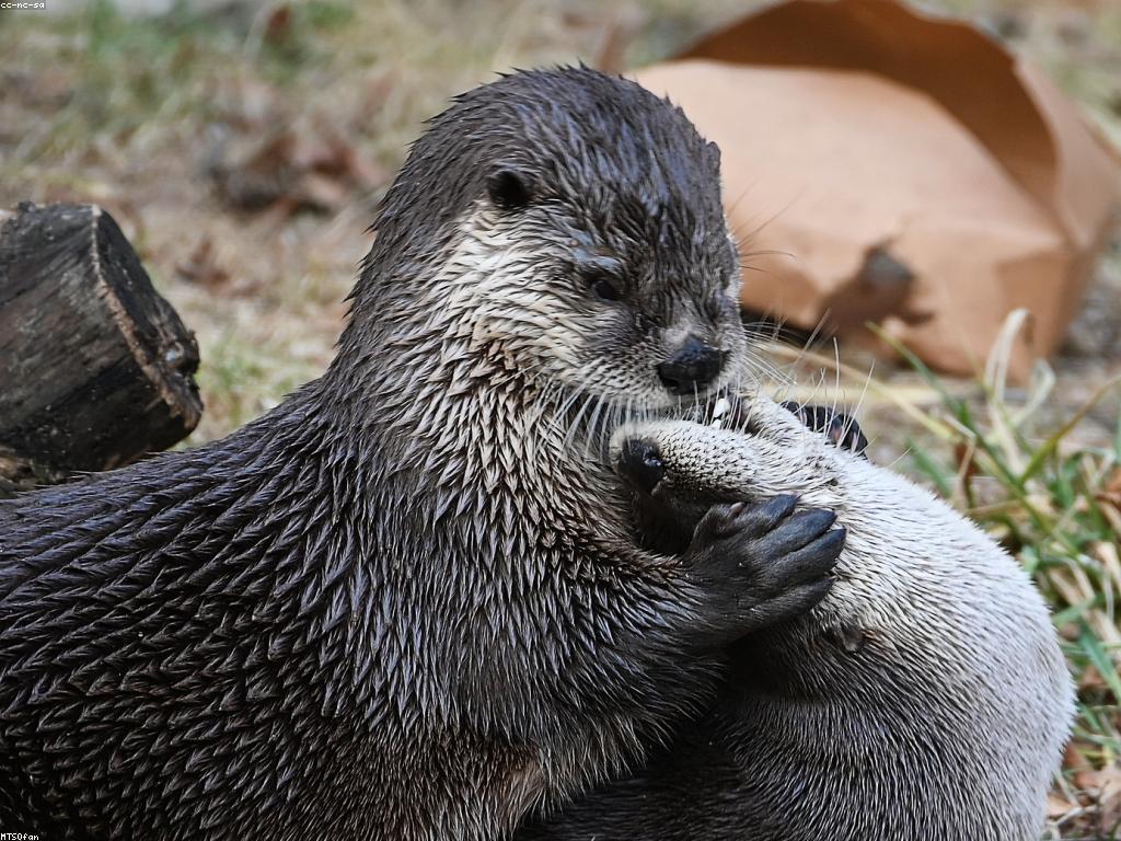 យុទ្ធសាស្ត្រលេង: ការបង្កើតការលេងដែលមានអត្ថន័យ